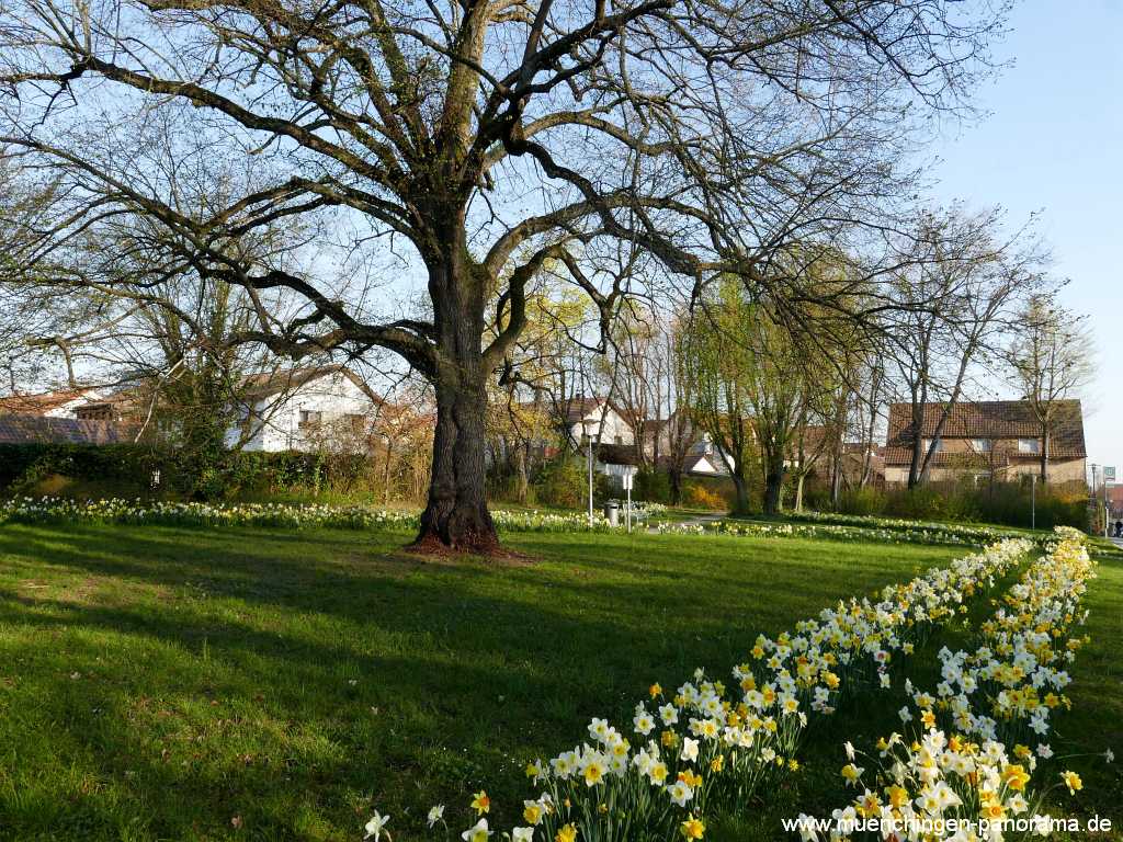 Flattich-Linde Jahreszeiten Münchingen Bild13