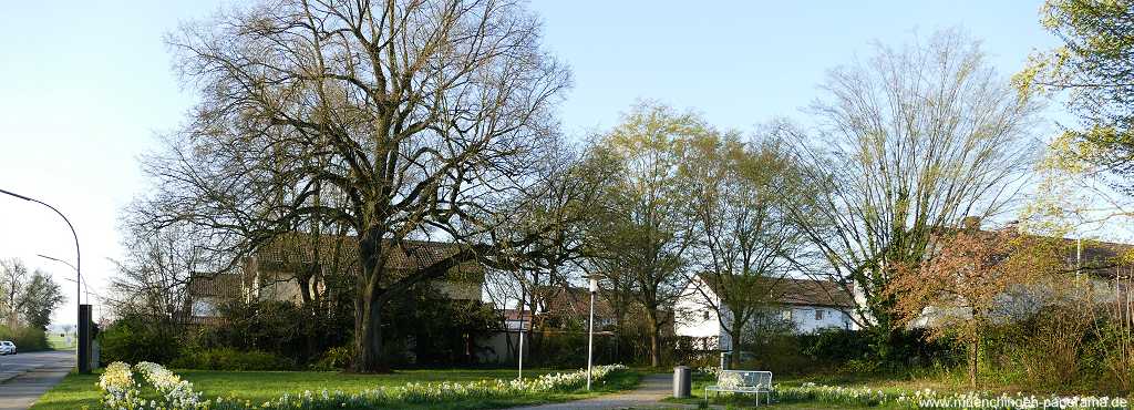 Bilder-Galerien: Flattich-Linde Jahreszeiten Münchingen