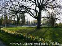 Flattich-Linde Jahreszeiten Münchingen Bild04