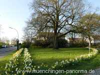 Flattich-Linde Jahreszeiten Münchingen Bild15