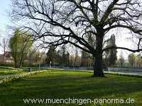 Flattich-Linde Jahreszeiten Münchingen Bild18