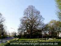 Flattich-Linde Jahreszeiten Münchingen Bild19