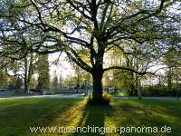 Flattich-Linde Jahreszeiten Münchingen Bild21
