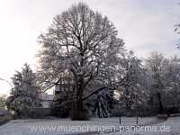 Flattich-Linde Jahreszeiten Münchingen Bild30