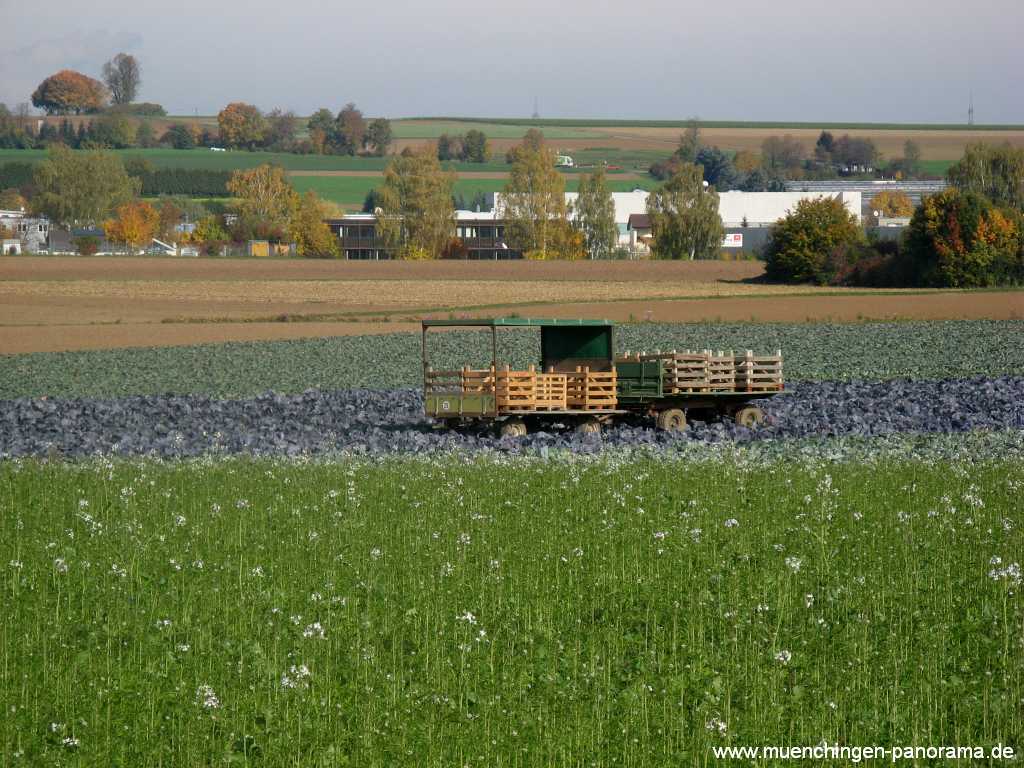 Herbst Jahreszeiten Münchingen Bild07