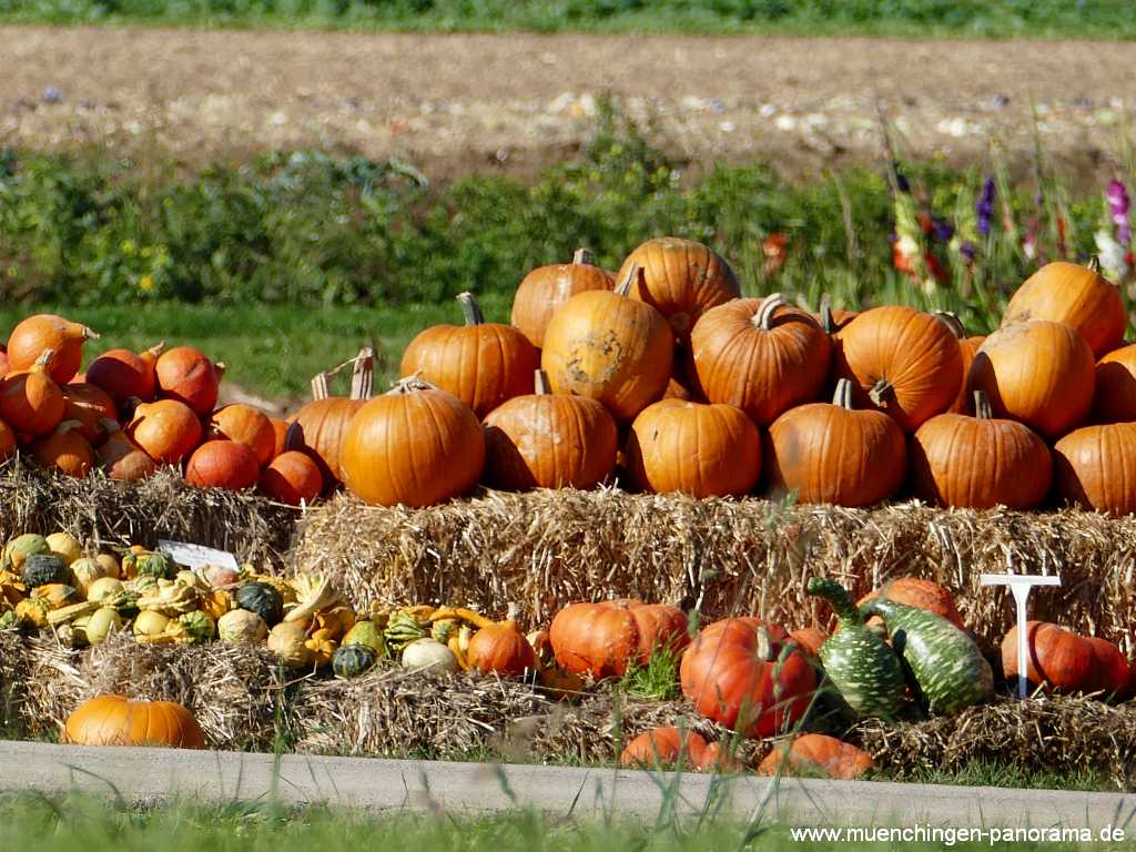 Herbst Jahreszeiten Münchingen Bild25