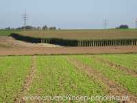 Herbst Jahreszeiten Münchingen Bild15