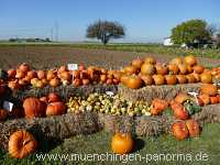 Herbst Jahreszeiten Münchingen Bild23