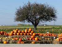 Herbst Jahreszeiten Münchingen Bild24