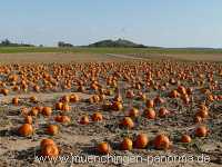 Herbst Jahreszeiten Münchingen Bild30