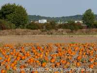 Herbst Jahreszeiten Münchingen Bild31