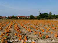 Herbst Jahreszeiten Münchingen Bild32