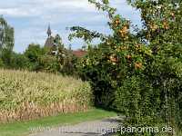 Herbst Jahreszeiten Münchingen Bild38