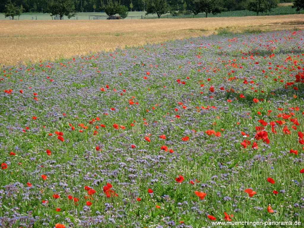 Sommer Jahreszeiten Münchingen Bild25