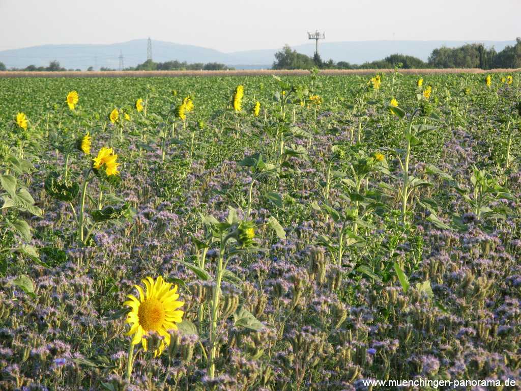 Sommer Jahreszeiten Münchingen Bild35