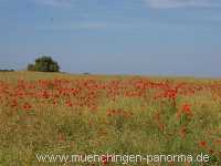 Sommer Jahreszeiten Münchingen Bild03