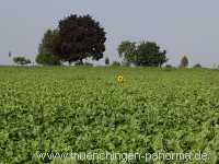 Sommer Jahreszeiten Münchingen Bild12