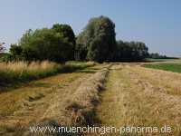 Sommer Jahreszeiten Münchingen Bild16