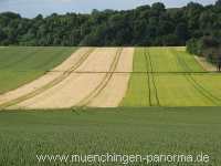 Sommer Jahreszeiten Münchingen Bild23