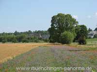 Sommer Jahreszeiten Münchingen Bild24