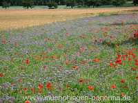 Sommer Jahreszeiten Münchingen Bild25