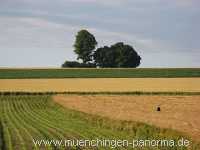 Sommer Jahreszeiten Münchingen Bild28