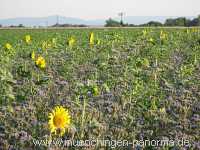 Sommer Jahreszeiten Münchingen Bild35