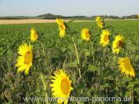 Sommer Jahreszeiten Münchingen Bild36