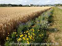 Sommer Jahreszeiten Münchingen Bild39