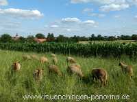 Sommer Jahreszeiten Münchingen Bild40