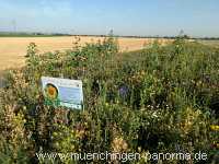 Sommer Jahreszeiten Münchingen Bild42