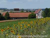 Sommer Jahreszeiten Münchingen Bild47