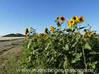 Sommer Jahreszeiten Münchingen Bild49