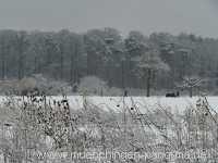 winter Jahreszeiten Münchingen Bild19