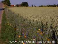 1000 Meter Blumen für die Bienen Landwirtschaft Münchingen Bild02