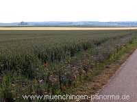 1000 Meter Blumen für die Bienen Landwirtschaft Münchingen Bild03