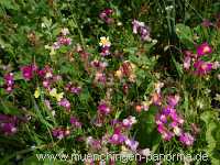 1000 Meter Blumen für die Bienen Landwirtschaft Münchingen Bild04