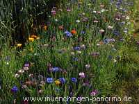 1000 Meter Blumen für die Bienen Landwirtschaft Münchingen Bild05