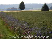 1000 Meter Blumen für die Bienen Landwirtschaft Münchingen Bild06