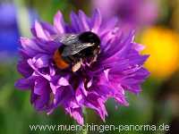 1000 Meter Blumen für die Bienen Landwirtschaft Münchingen Bild07