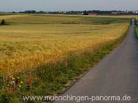 1000 Meter Blumen für die Bienen Landwirtschaft Münchingen Bild08