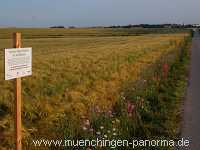 1000 Meter Blumen für die Bienen Landwirtschaft Münchingen Bild09