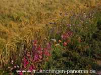 1000 Meter Blumen für die Bienen Landwirtschaft Münchingen Bild10