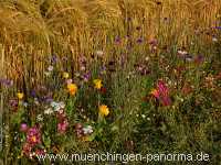 1000 Meter Blumen für die Bienen Landwirtschaft Münchingen Bild11