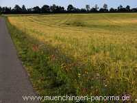 1000 Meter Blumen für die Bienen Landwirtschaft Münchingen Bild12