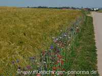 1000 Meter Blumen für die Bienen Landwirtschaft Münchingen Bild14