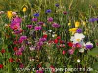 1000 Meter Blumen für die Bienen Landwirtschaft Münchingen Bild15