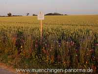 1000 Meter Blumen für die Bienen Landwirtschaft Münchingen Bild16