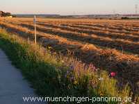 1000 Meter Blumen für die Bienen Landwirtschaft Münchingen Bild17