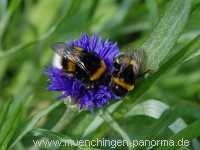 1000 Meter Blumen für die Bienen Landwirtschaft Münchingen Bild20